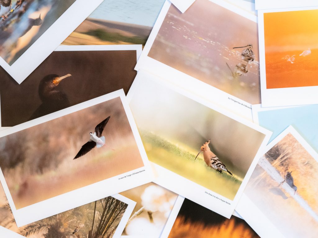 Set de 5 cartes postales