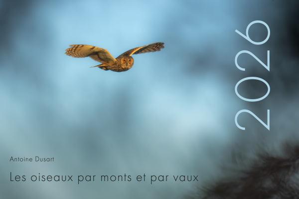 Calendrier 2026 – Les oiseaux par monts et par vaux [Précommande]