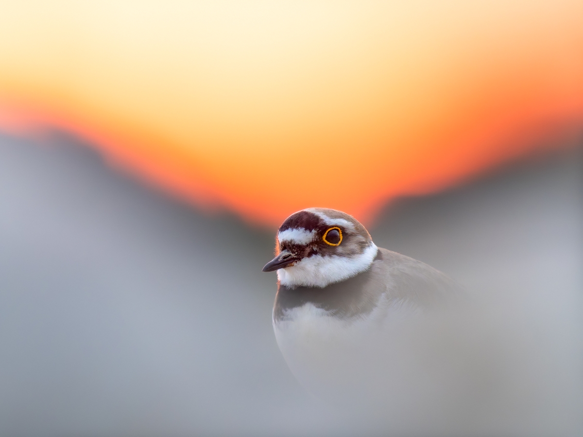 Le petit Gravelot : photo d&rsquo;oiseau de l&rsquo;année !